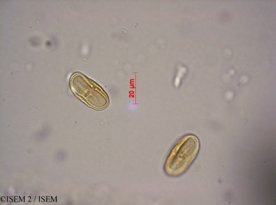 ISEM 2/Conium_chaerophylloides_8607/Conium_chaerophylloides_8607_0001(copy)_thumb.jpg